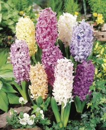images/productimages/small/21B_N259 24297 HYACINTHUS PASTEL_web.jpg